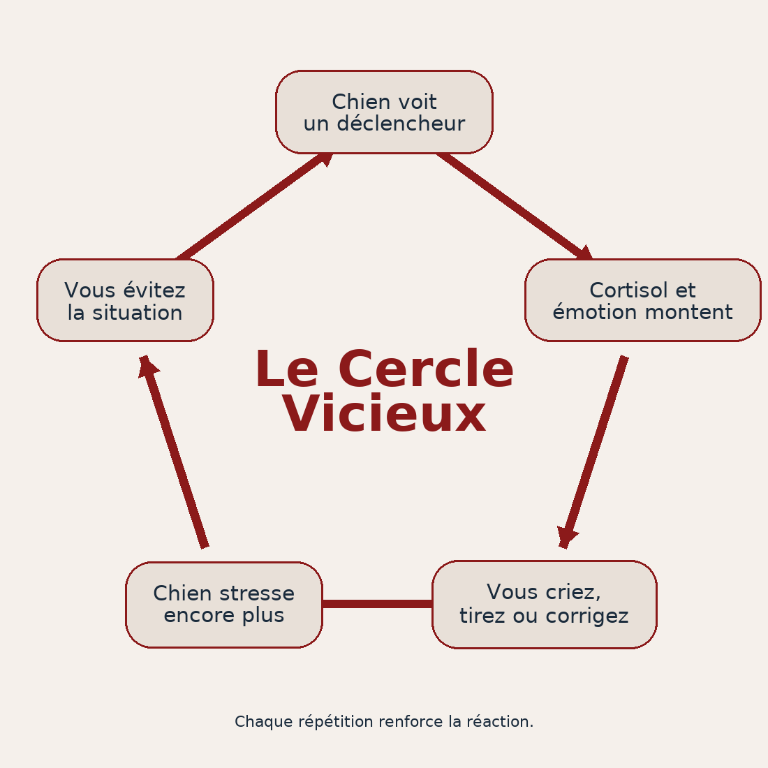 Infographie du cercle vicieux du stress chez le chien réactif