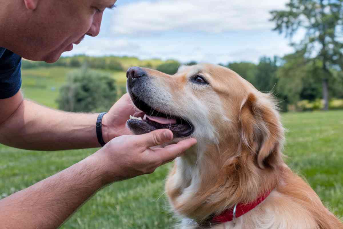 Propriétaire caressant un Golden Retriever calme dans un champ